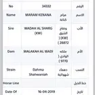 فرس عربيه دم فاخر لقاح