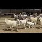 جذعات عوارض صنف