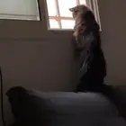 الأم فقط للتبني