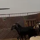 معزا عوارض السوم 450