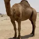 بعير البيع