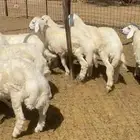 طليان للبيع