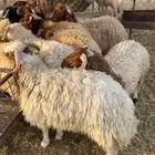 دبايح مع التوصيل