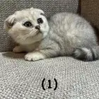 قطط