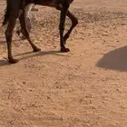 قعود مجهم سنه داخل جذع ابوه بعير ابن خجيم الشينه
