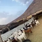 جفار مصريات انتاج