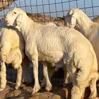 مشاريع فحول صنف