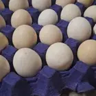 بيض بلدي 10اطباق
