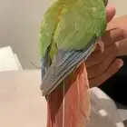 طير كانيور بحاله ممتازه