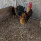 دجاج عربي اصيل