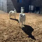 حري طيب بالحيل مغلق ( تم البيع )