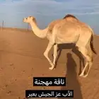 ناقة مهجنه