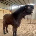 للبيع تيس شامي