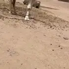 فحل كفو للبيع