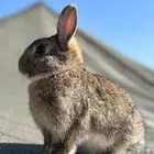 ارانب نذر لاند
