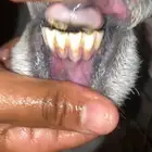 نعجه