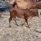 بقر ولاد عددها ثلاث