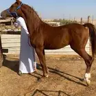 مهر شعبي ينافس الواهو