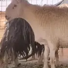 خروف فحل ثني حري