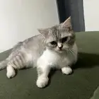 قطه للتبني مع اغراضها