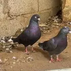 زوج قطايف توب التوب الزوج مقد طيرته طيرت إنتاجه قلاب شرط