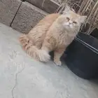 قطط للتبني