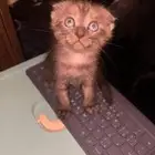 للتبني قطوتين اخوان لمن يخاف الله فيهمم