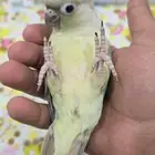 كنيور منت أليف جدا  هدد