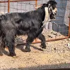 تيس عارضي صنف الصنف