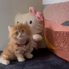 للبيع قطه بيرشن قزمه