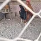 دجاج بياض فيوم وبلدي  ديك بكستاني