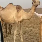 ناقه ذلول للبيع