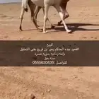 قعود جده الحاكم بعير بن قريع