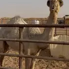 حواره حيسونيه