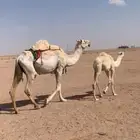 لبيع خلفه وضحى
