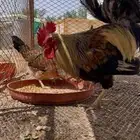 دجاج عربي