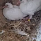 حمام فرنسي ابيض جامبو