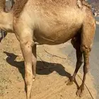 للبيع القعدان الكفو للمبادي وزواجات