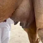 خلفه ساحليه