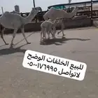 للبيع الخلفات الكفو