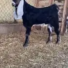 مشروع فحل عارضي عطر