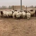 خرفان نعيمي بلدي