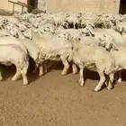 رخال حريات حرش صنف عدد159