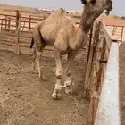 للبيع بعير باتلي منتج