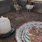 دجاج للبيع ثلاث دجاجات وديك