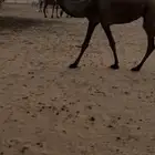 عشرا بكر صفرا