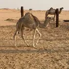 قعود شرط للبيع