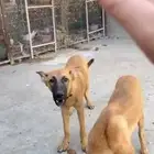 للبيع كلبين ذكر وانثى العمر 6 شهور