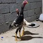 ديك ودجاجه فروخ