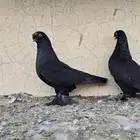 البيع حمام تركي